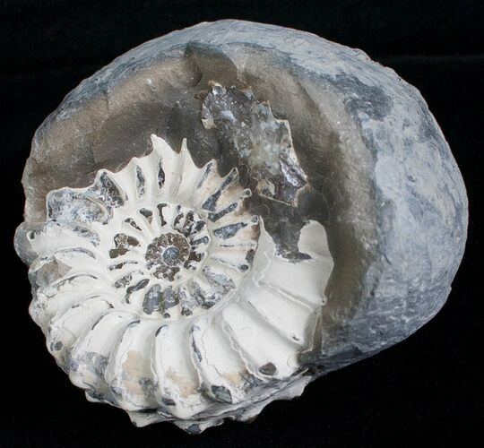 White Pleuroceras Ammonite - Germany #6155